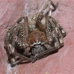 Neosparassus calligaster (Beautiful Badge Huntsman) at Parkes, ACT - 14 Dec 2024 by TimL