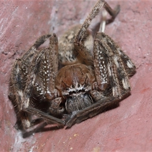 Neosparassus calligaster (Beautiful Badge Huntsman) at Parkes, ACT by TimL