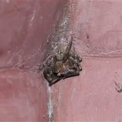 Neosparassus calligaster at Parkes, ACT - 14 Dec 2024