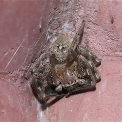 Neosparassus calligaster at Parkes, ACT - 14 Dec 2024