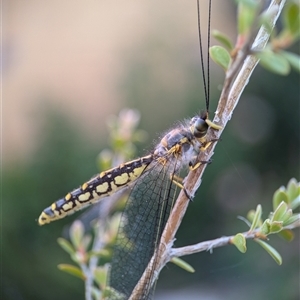 Suhpalacsa flavipes at Holder, ACT - 16 Dec 2024 07:31 AM