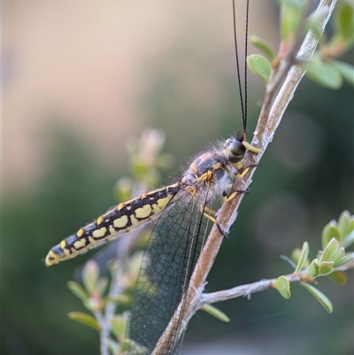 Suhpalacsa flavipes (Yellow Owlfly) at Holder, ACT - 16 Dec 2024 by Miranda