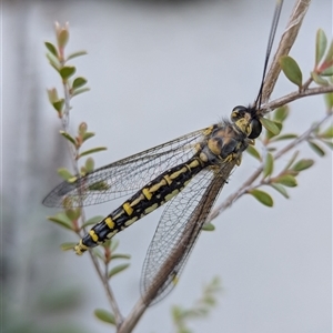 Suhpalacsa flavipes at Holder, ACT - 16 Dec 2024 07:31 AM