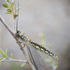 Suhpalacsa flavipes at Holder, ACT - 16 Dec 2024 07:31 AM