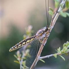 Suhpalacsa flavipes at Holder, ACT - 16 Dec 2024