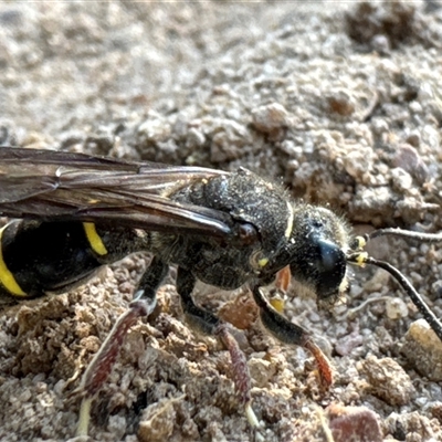 Unidentified Sand or digger wasp (Crabronidae or Sphecidae) at Aranda, ACT - 15 Dec 2024 by Jubeyjubes