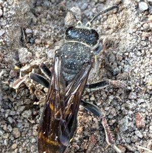 Williamsita sp. (genus) at Aranda, ACT - 16 Dec 2024