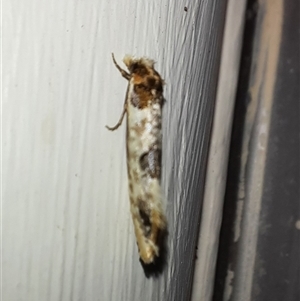 Moerarchis inconcisella (A tineid moth) at Goulburn, NSW by glbn1