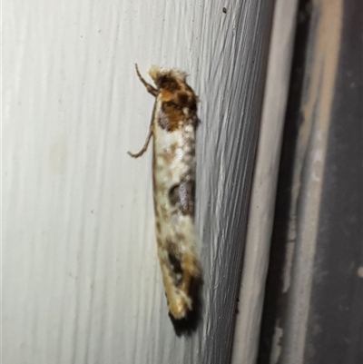 Moerarchis inconcisella (A tineid moth) at Goulburn, NSW - 14 Dec 2024 by glbn1