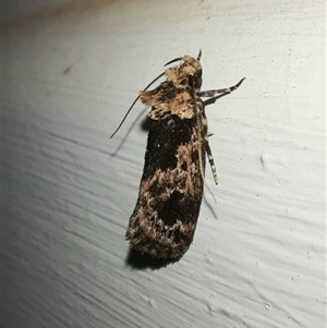 Barea consignatella (A concealer moth) at Goulburn, NSW by glbn1