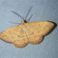 Scopula rubraria (Reddish Wave, Plantain Moth) at Goulburn, NSW - 12 Dec 2024 by glbn1