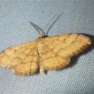 Scopula rubraria at Goulburn, NSW - 12 Dec 2024 10:50 PM