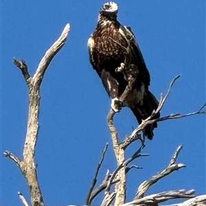 Aquila audax (Wedge-tailed Eagle) at Yanakie, VIC by Louisab