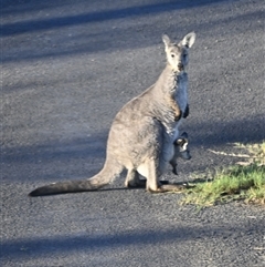 Macropus giganteus (Eastern Grey Kangaroo) at Orangeville, NSW - 22 Feb 2024 by belleandjason