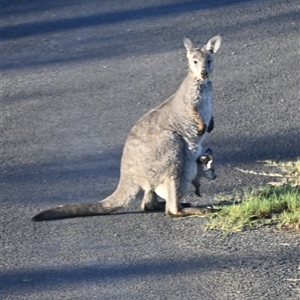 Macropus giganteus at Orangeville, NSW - 22 Feb 2024 07:25 AM