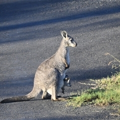 Macropus giganteus at Orangeville, NSW - 22 Feb 2024 07:25 AM