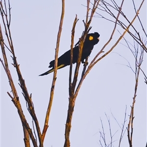 Zanda funerea (Yellow-tailed Black-Cockatoo) at Orangeville, NSW by belleandjason