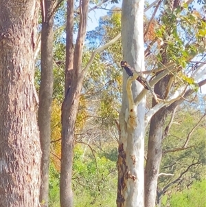 Zanda funerea (Yellow-tailed Black-Cockatoo) at Orangeville, NSW by belleandjason