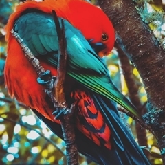 Alisterus scapularis (Australian King-Parrot) at Orangeville, NSW - 27 Nov 2024 by belleandjason