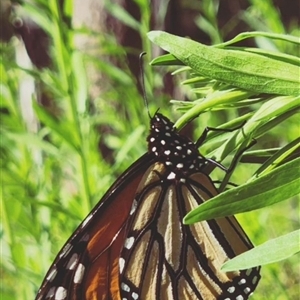 Danaus plexippus at Orangeville, NSW - 28 Nov 2024