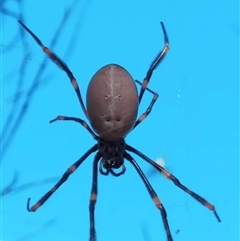 Nephila plumipes at Orangeville, NSW - 27 Nov 2024 by belleandjason