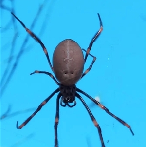 Nephila plumipes at Orangeville, NSW by belleandjason