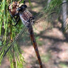 Unidentified Dragonfly or Damselfly (Odonata) at Bonny Hills, NSW - 15 Dec 2024 by pls047