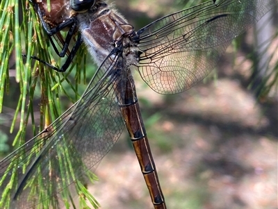 Petalura gigantea (Giant Dragonfly, South-Eastern Petaltail) at Bonny Hills, NSW - 16 Dec 2024 by pls047