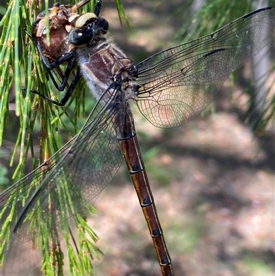 Petalura gigantea (Giant Dragonfly, South-Eastern Petaltail) at Bonny Hills, NSW - 16 Dec 2024 by pls047