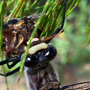 Petalura gigantea at Bonny Hills, NSW - suppressed