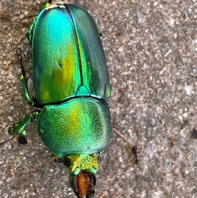 Lamprima aurata (Golden stag beetle) at Deakin, ACT - 16 Dec 2024 by SallyG