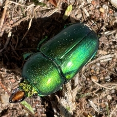 Lamprima aurata at Deakin, ACT - 16 Dec 2024 09:49 AM