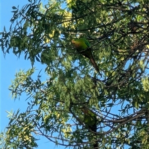 Polytelis swainsonii (Superb Parrot) at Mawson, ACT by stofbrew