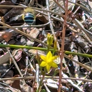 Amegilla (Zonamegilla) asserta at Mawson, ACT - 16 Dec 2024