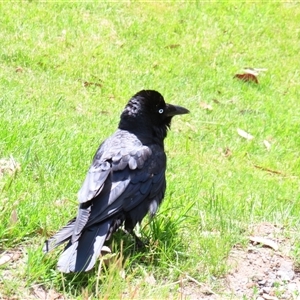 Corvus coronoides at Thredbo, NSW - 13 Dec 2024