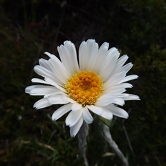 Celmisia sp. (Snow Daisy) at Thredbo, NSW - 13 Dec 2024 by MB