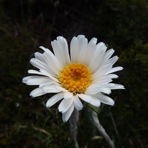 Celmisia sp. (Snow Daisy) at Thredbo, NSW by MB