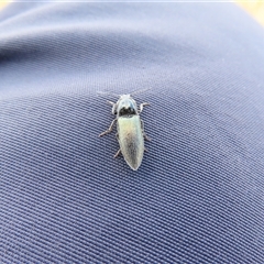 Unidentified Click beetle (Elateridae) at Thredbo, NSW - 13 Dec 2024 by MB