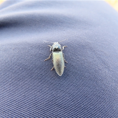 Unidentified Click beetle (Elateridae) at Thredbo, NSW - 13 Dec 2024 by MB