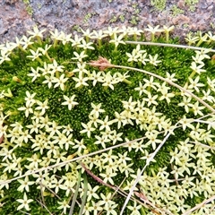 Stackhousia pulvinaris (Alpine Stackhousia) at Thredbo, NSW - 13 Dec 2024 by MB