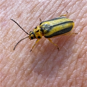 Xanthogaleruca luteola at Macquarie, ACT - 16 Dec 2024