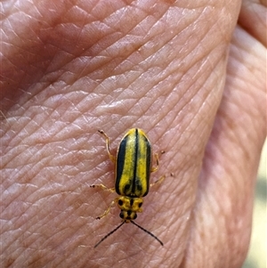 Xanthogaleruca luteola at Macquarie, ACT - 16 Dec 2024