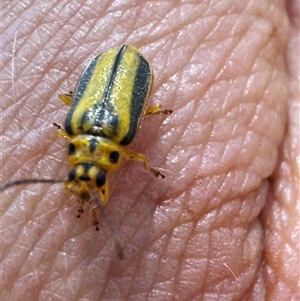 Xanthogaleruca luteola at Macquarie, ACT - 16 Dec 2024