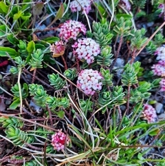 Pimelea alpina (Alpine Rice-flower) at Thredbo, NSW - 13 Dec 2024 by MB