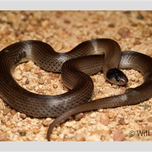 Hemiaspis damelii (Grey Snake) at Nandi, QLD by MichaelBedingfield