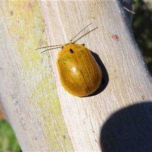 Paropsis augusta at Thredbo, NSW - 14 Dec 2024 08:59 AM