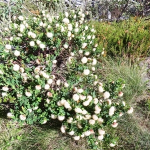 Pimelea ligustrina subsp. ciliata at Thredbo, NSW by MB