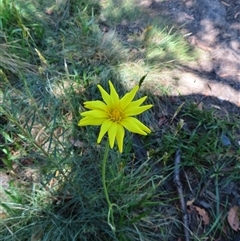 Microseris lanceolata (Yam Daisy) at Thredbo, NSW - 14 Dec 2024 by MB