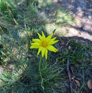 Microseris lanceolata (Yam Daisy) at Thredbo, NSW by MB