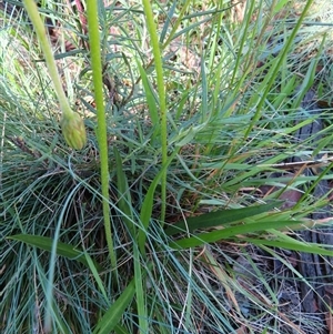 Microseris lanceolata at Thredbo, NSW - 14 Dec 2024